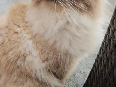 Persian Himalayan - Himalayan - Gallery Photo #1