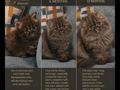Batman - Persian - Gallery Photo #1