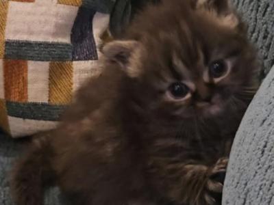 Batman - Persian - Gallery Photo #1