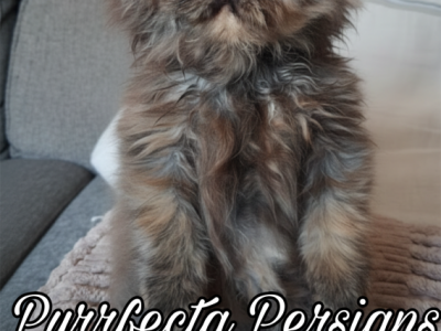 Cfa Tortie Female Persian Kitten - Persian - Gallery Photo #1