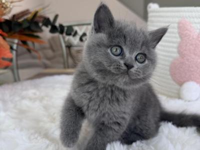 Scottish Straight Lovely Girl Kitten - Scottish Straight - Gallery Photo #1
