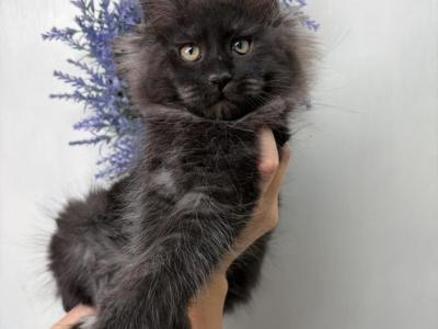 Ivan - Maine Coon - Gallery Photo #1