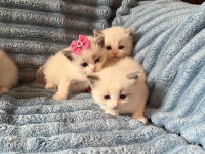 Isabel And Bradley Kittens - Ragdoll - Gallery Photo #1