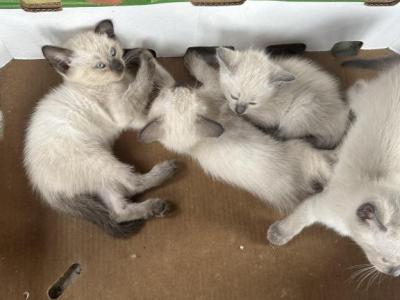 Boys 1 - Siamese - Gallery Photo #1