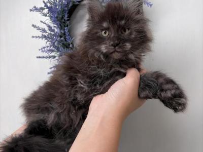 Jethro - Maine Coon - Gallery Photo #1