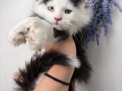 Juno - Maine Coon - Gallery Photo #1