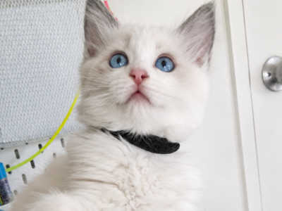 Black - Ragdoll - Gallery Photo #1