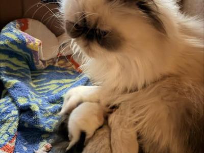 Christmas Himalayans - Himalayan - Gallery Photo #1