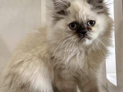 Stella - Persian - Gallery Photo #1