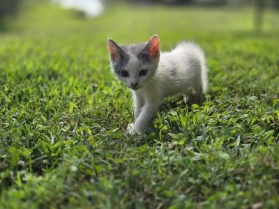 Snowball - Domestic - Gallery Photo #1