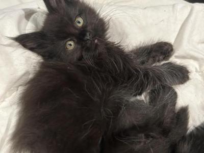 Jinx - Maine Coon - Gallery Photo #1