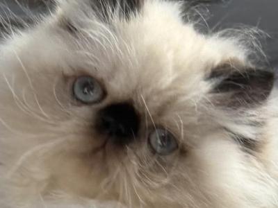 Sweetie - Himalayan - Gallery Photo #1
