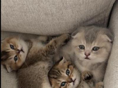Simba - Scottish Fold - Gallery Photo #1