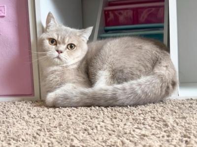 Sunday - British Shorthair - Gallery Photo #1