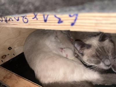 Lolas Babies - Siamese - Gallery Photo #1