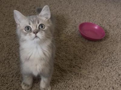 Bee - British Shorthair - Gallery Photo #1