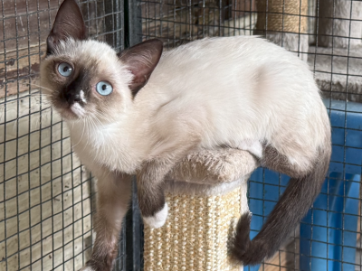Seal Point SnowShoe Female - Siamese - Gallery Photo #1