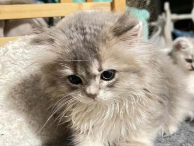 Vlad - British Shorthair - Gallery Photo #1