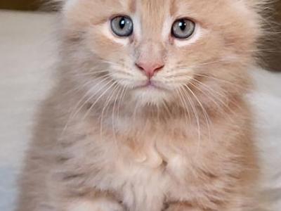 Greenjack ApexNC - Maine Coon - Gallery Photo #1