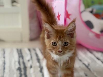 Sunny - Maine Coon - Gallery Photo #1