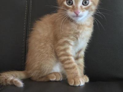 Orange Boy - Domestic - Gallery Photo #1