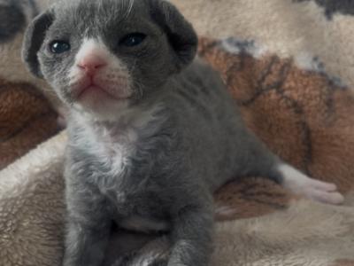 Marigold Devon Rex - Devon Rex - Gallery Photo #1