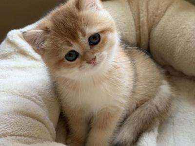 Fiona - British Shorthair - Gallery Photo #1