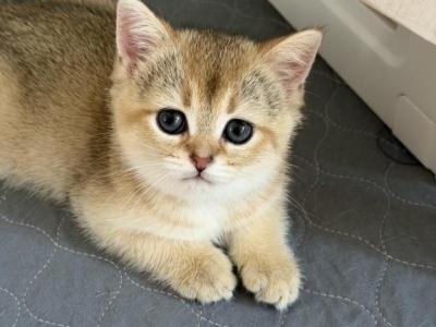 Felix - British Shorthair - Gallery Photo #1