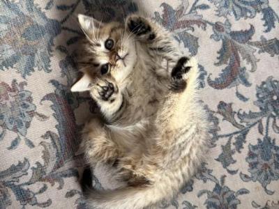 Simba - Scottish Straight - Gallery Photo #1