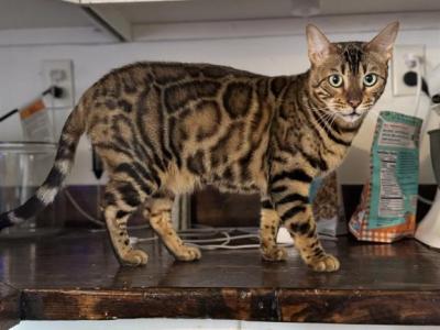 Luna - Bengal - Gallery Photo #1