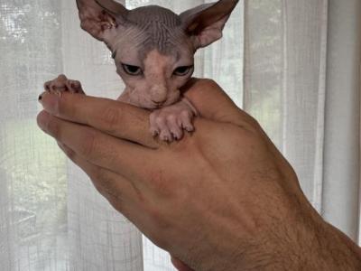 Sphynx Blue And Pink - Sphynx - Gallery Photo #1