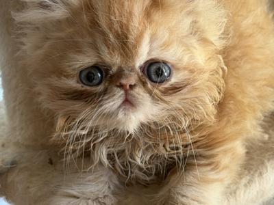 Striper - Persian - Gallery Photo #1