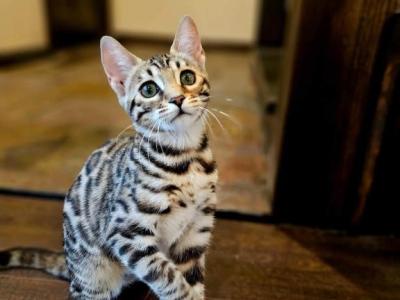 Mika - Bengal - Gallery Photo #1