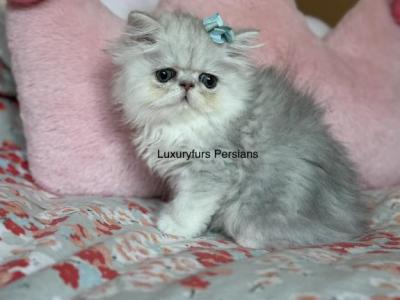 Mikey - Persian - Gallery Photo #1