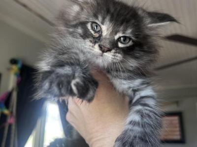 Liz - Maine Coon - Gallery Photo #1