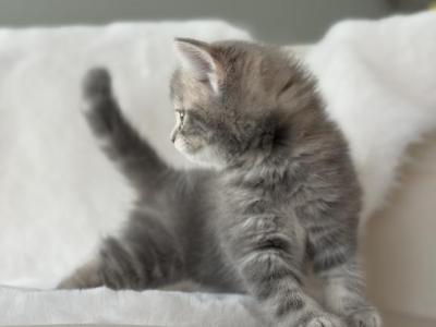 Scottish Straight Female Tabby Kitten - Scottish Fold - Gallery Photo #1