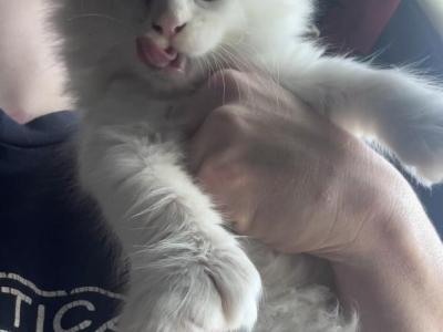 Ravioli - Maine Coon - Gallery Photo #1