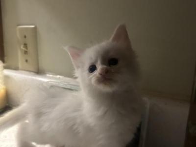 Spaghettio - Maine Coon - Gallery Photo #1