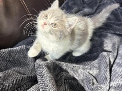 Nala - Scottish Straight - Gallery Photo #1