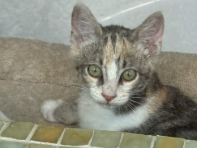 Peaches - Domestic - Gallery Photo #1
