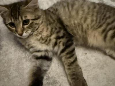 Kitten Available - American Bobtail - Gallery Photo #1