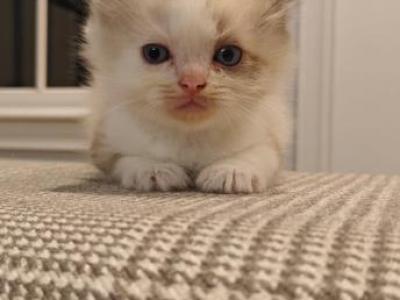Ragdoll Bicolor Male2 - Ragdoll - Gallery Photo #1