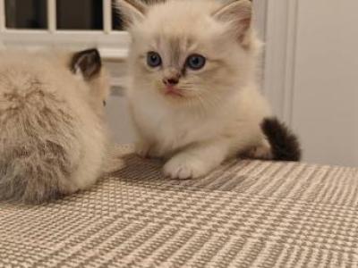 Ragdoll Mitted Boy1 - Ragdoll - Gallery Photo #1
