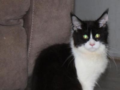 Ravenna Tica Price Reduced - Maine Coon - Gallery Photo #1