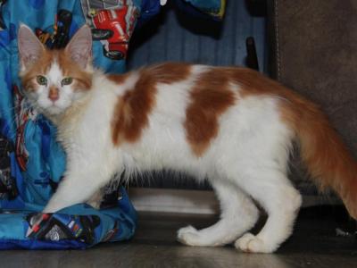 Bullwinkle - Maine Coon - Gallery Photo #1