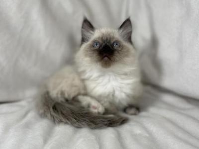 Dave - Munchkin - Gallery Photo #1