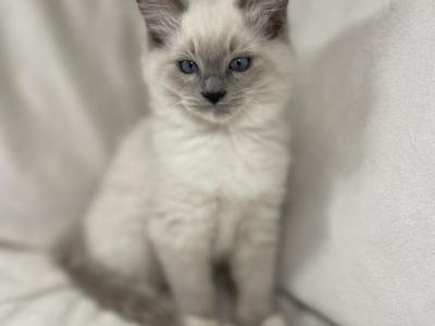 Nash - Ragdoll - Gallery Photo #1