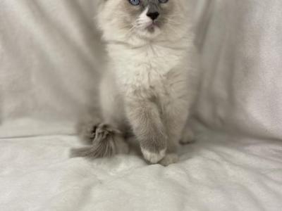 Ramsey - Ragdoll - Gallery Photo #1