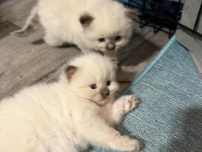 Wish Upon A Star Litter - Ragdoll - Gallery Photo #1