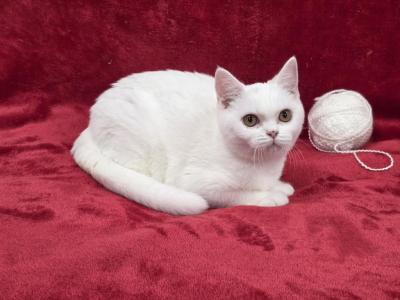 White - British Shorthair - Gallery Photo #1